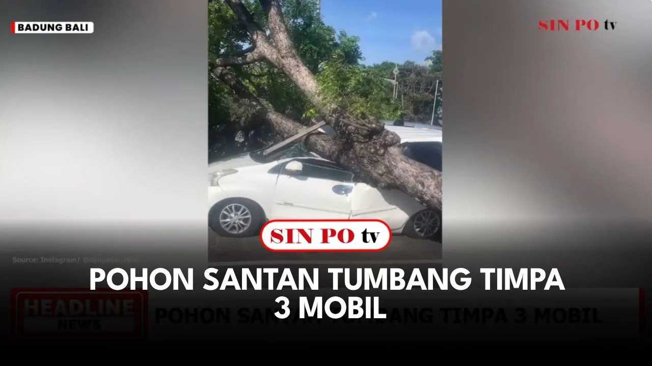 Pohon Santan Tumbang Timpa 3 Mobil