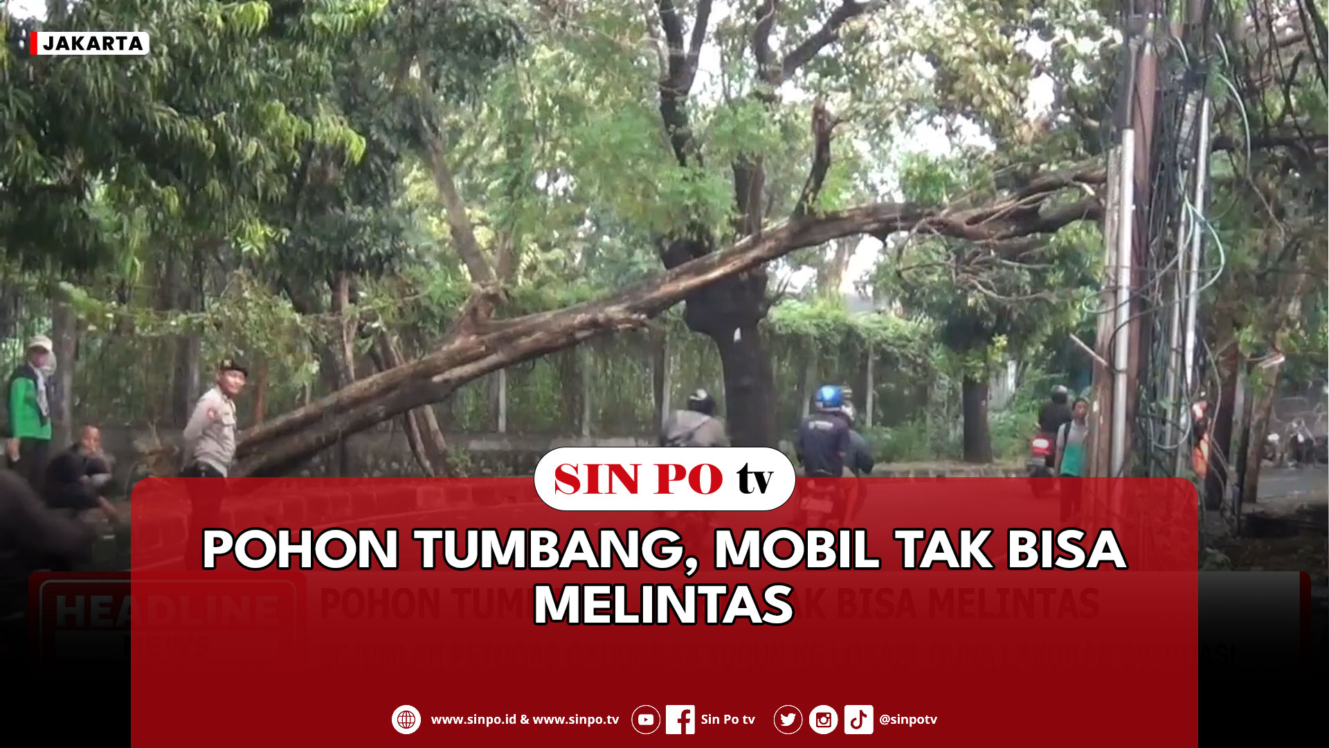 Pohon Tumbang, Mobil Tak Bisa Melintas