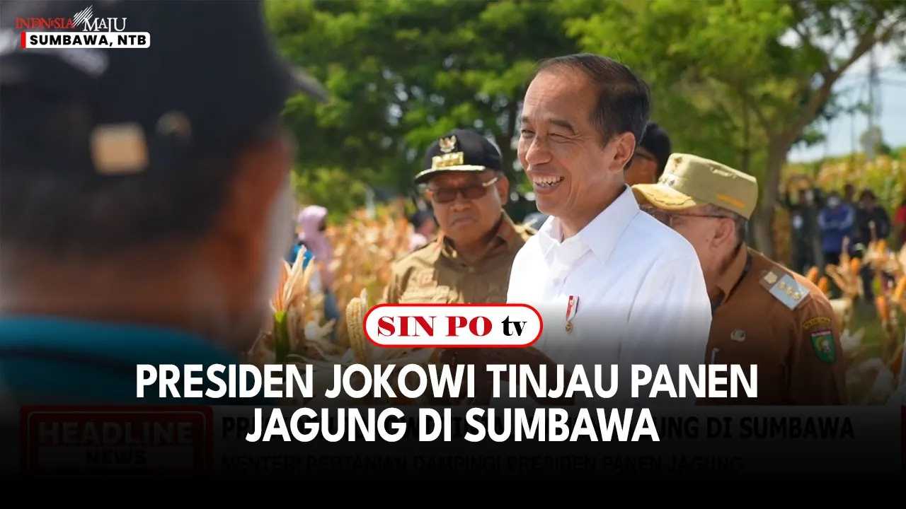 Presiden Jokowi Tinjau Panen Jagung di Sumbawa