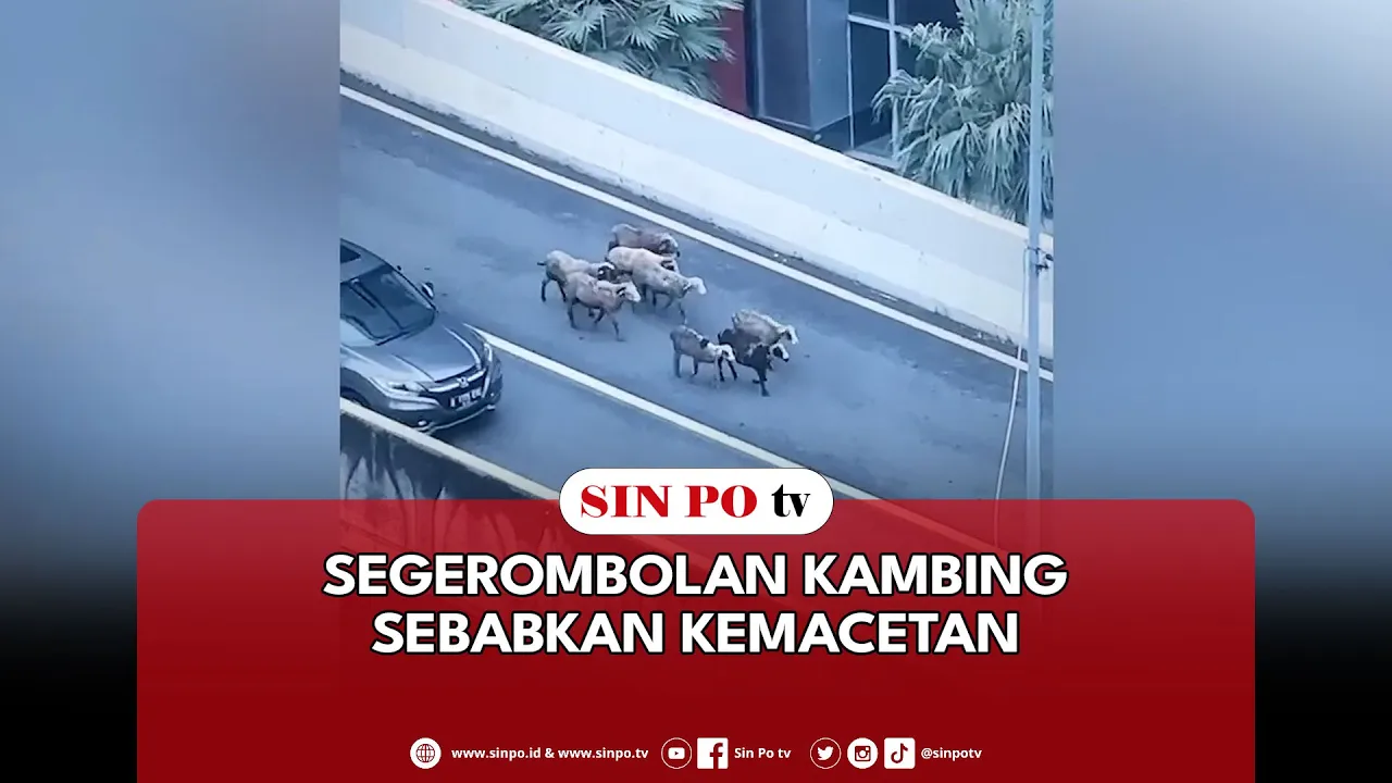 Segerombolan Kambing Sebabkan Kemacetan