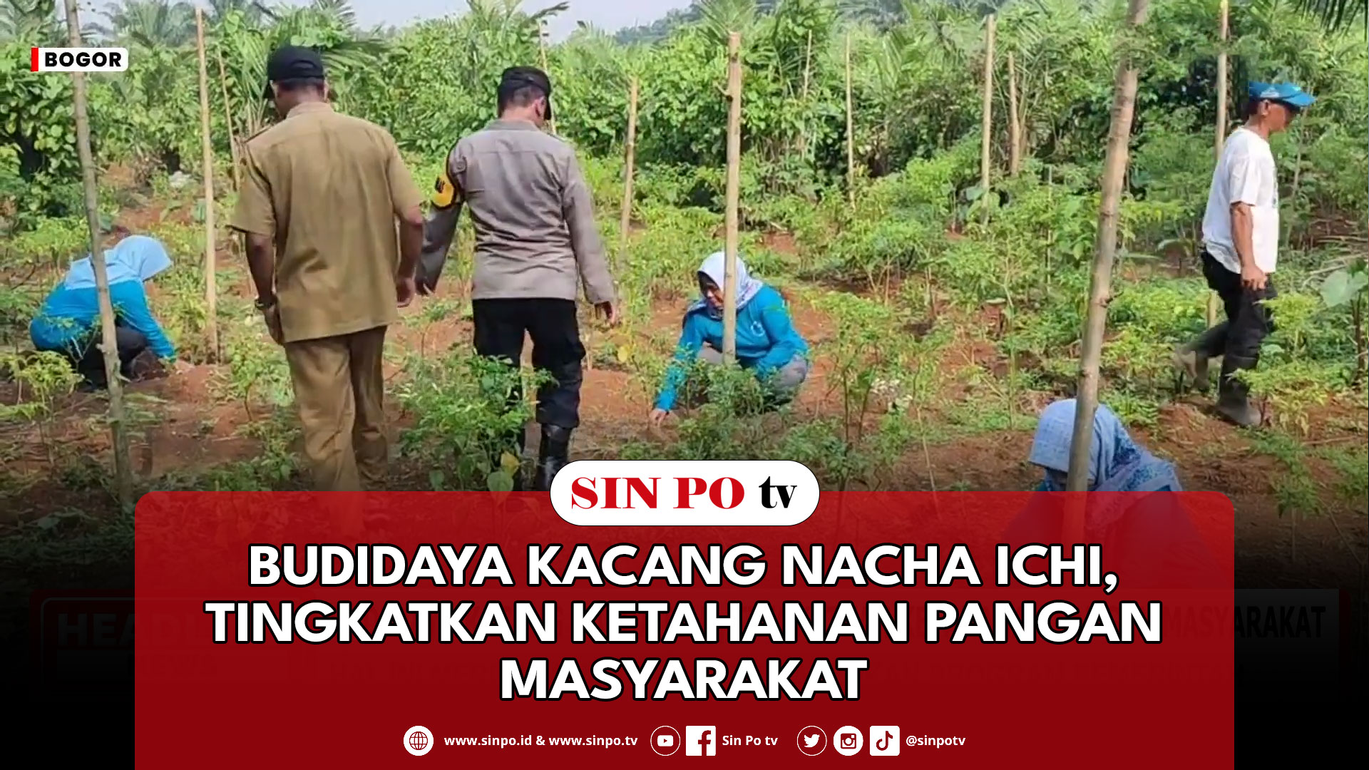 Budidaya Kacang Nacha Ichi, Tingkatkan Ketahanan Pangan Masyarakat