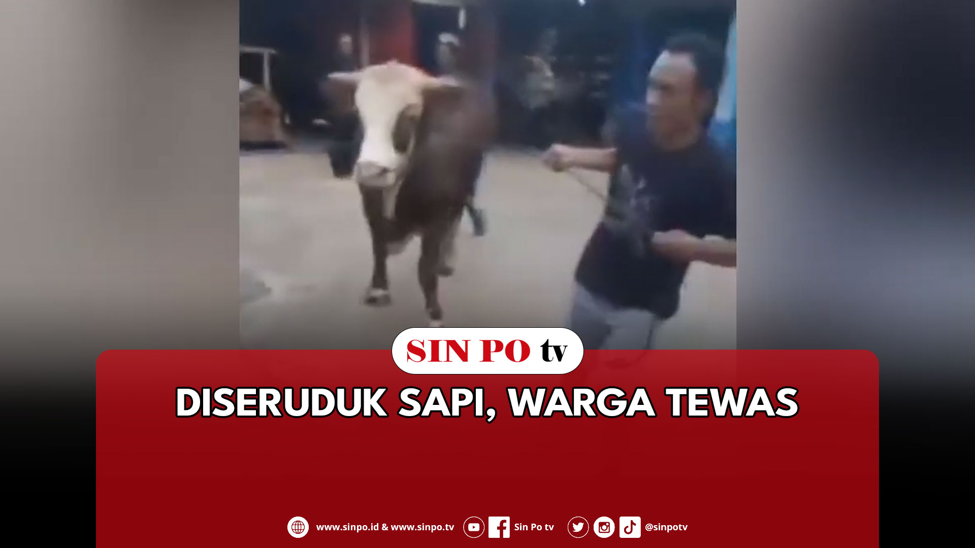 Diseruduk Sapi, Warga Tewas