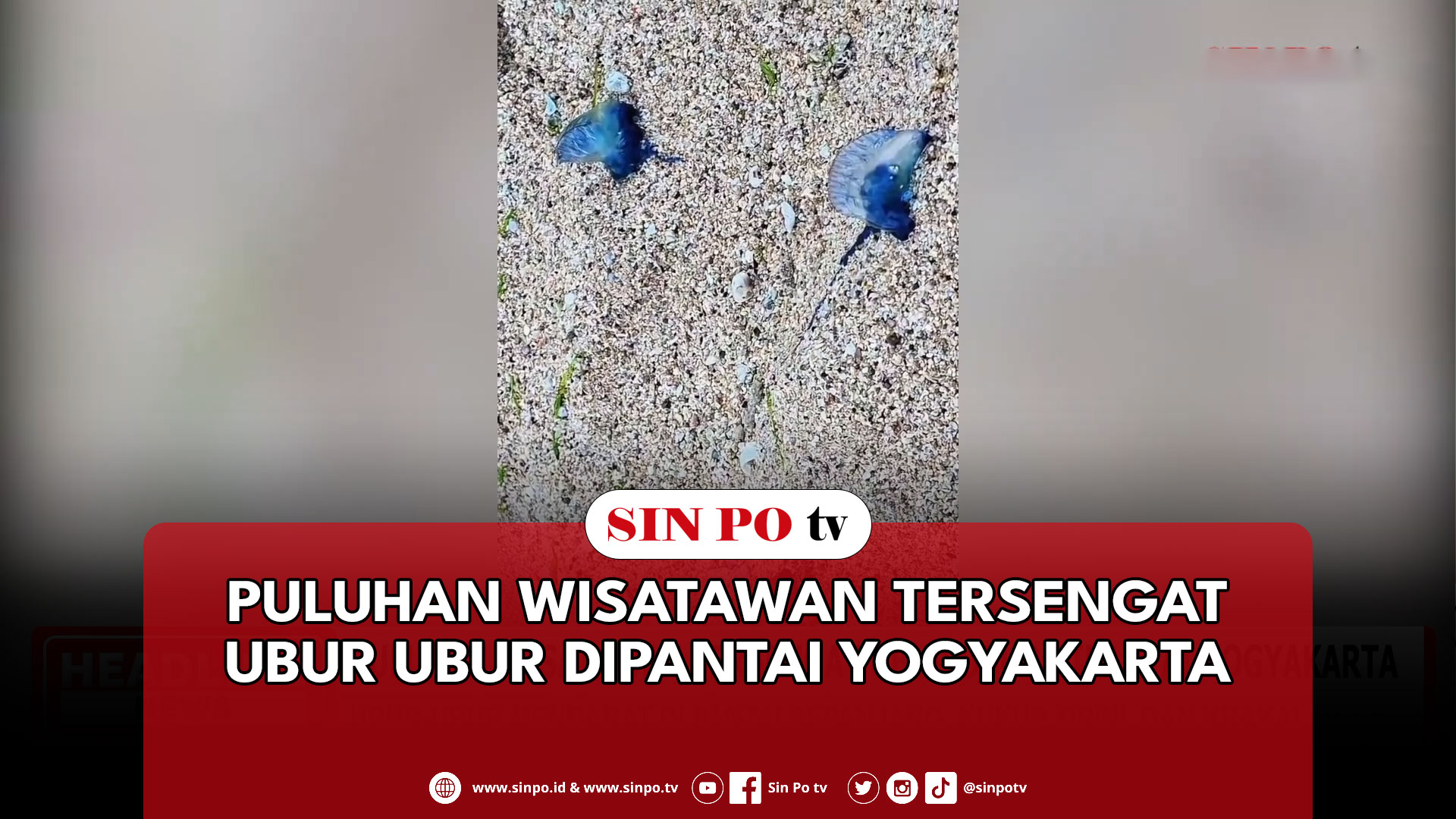 Puluhan Wisatawan Tersengat Ubur Ubur Dipantai Yogyakarta