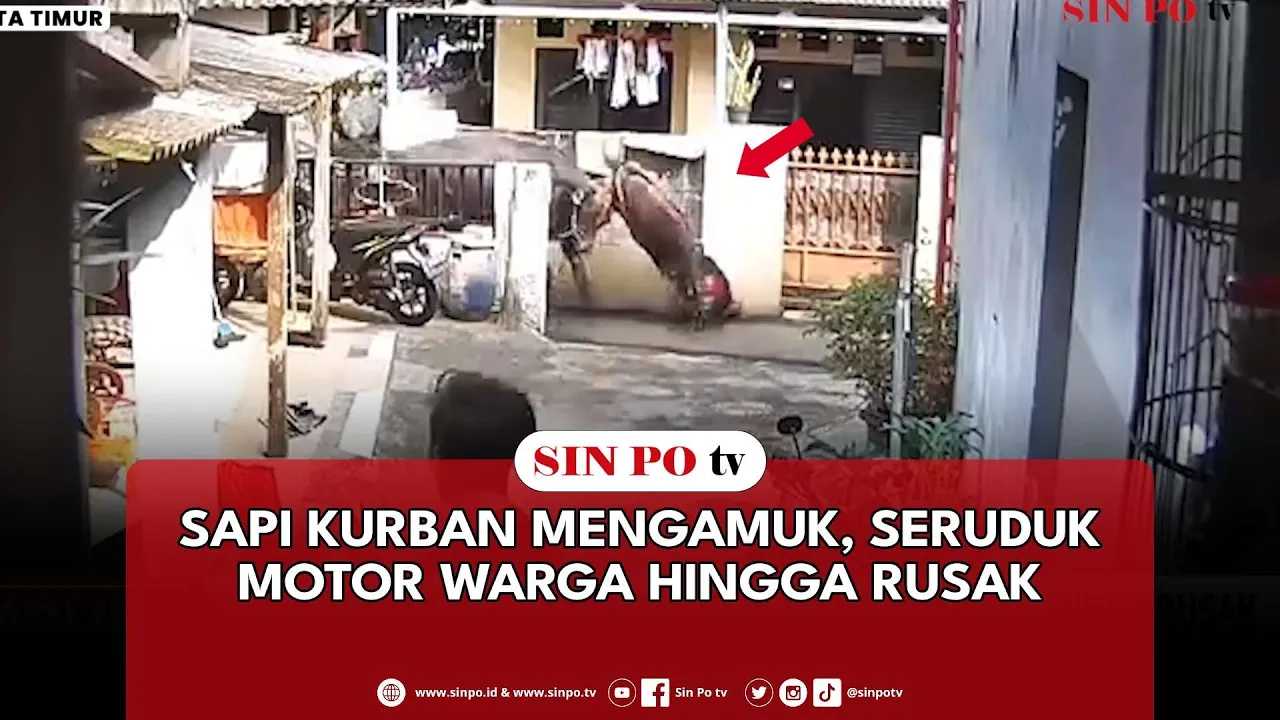 Sapi Kurban Mengamuk, Seruduk Motor Warga Hingga Rusak