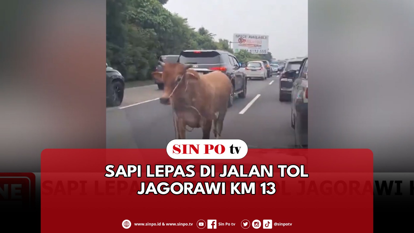 Sapi Lepas Di Jalan Tol Jagorawi KM 13