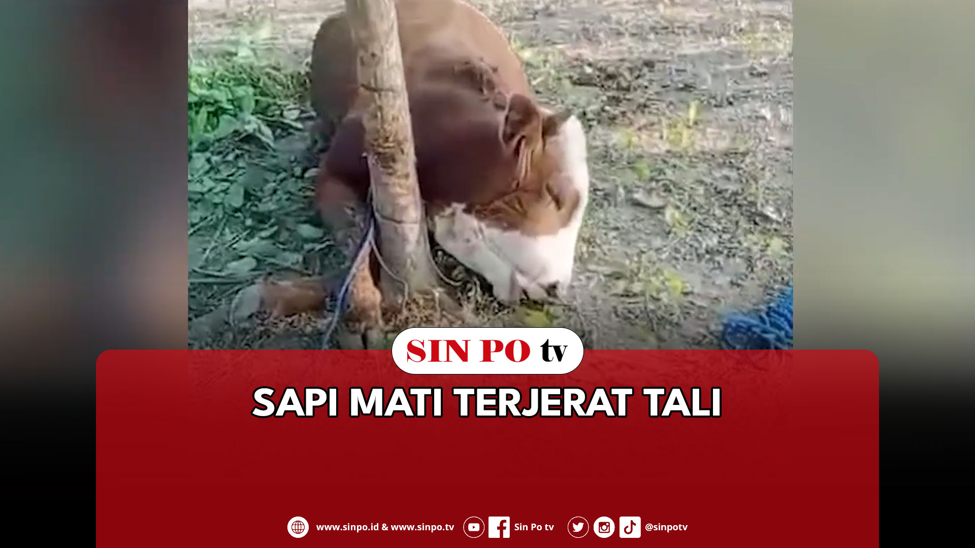 Sapi Mati Terjerat Tali