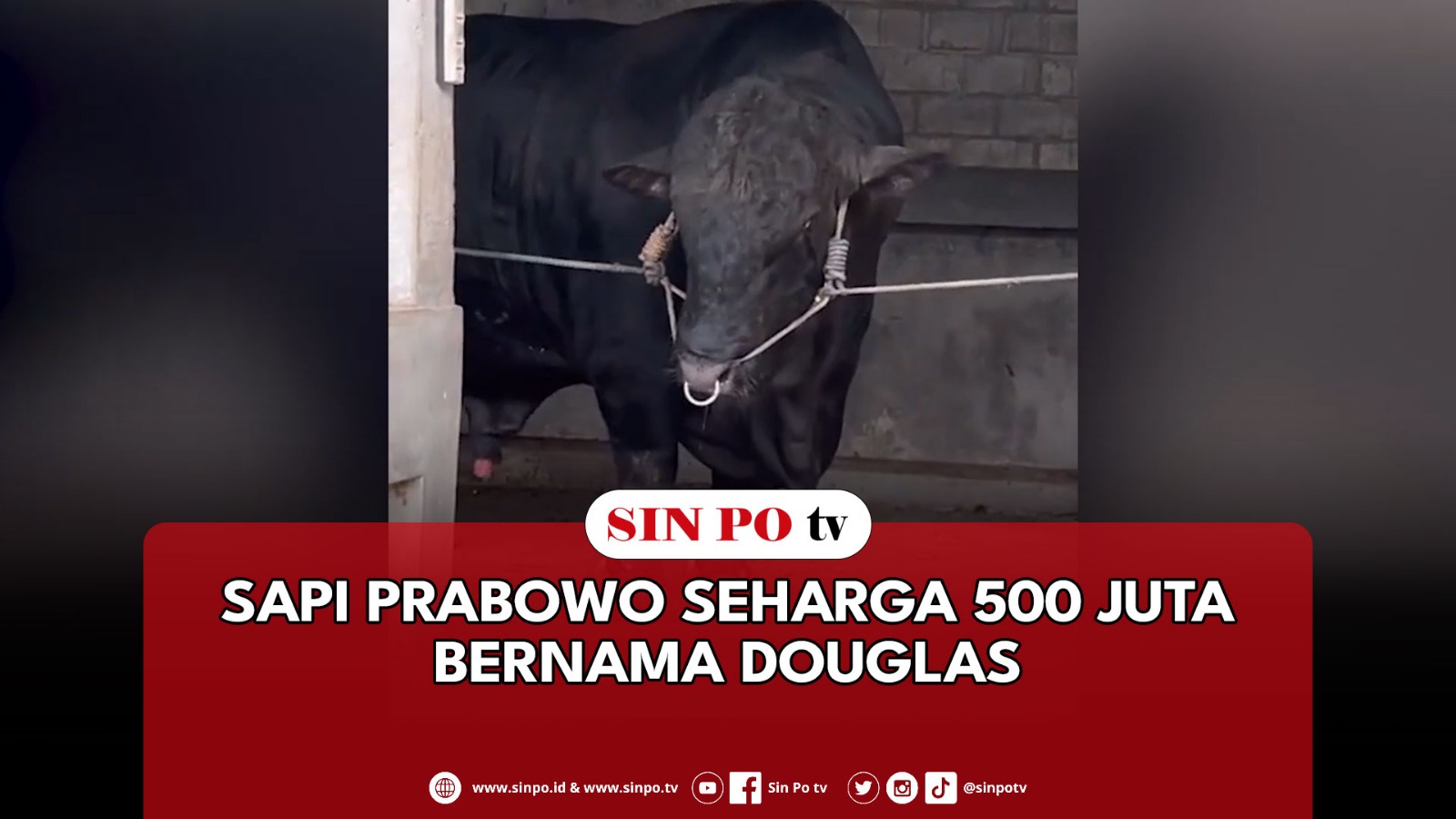 Sapi Prabowo Seharga 500 Juta Bernama Douglas
