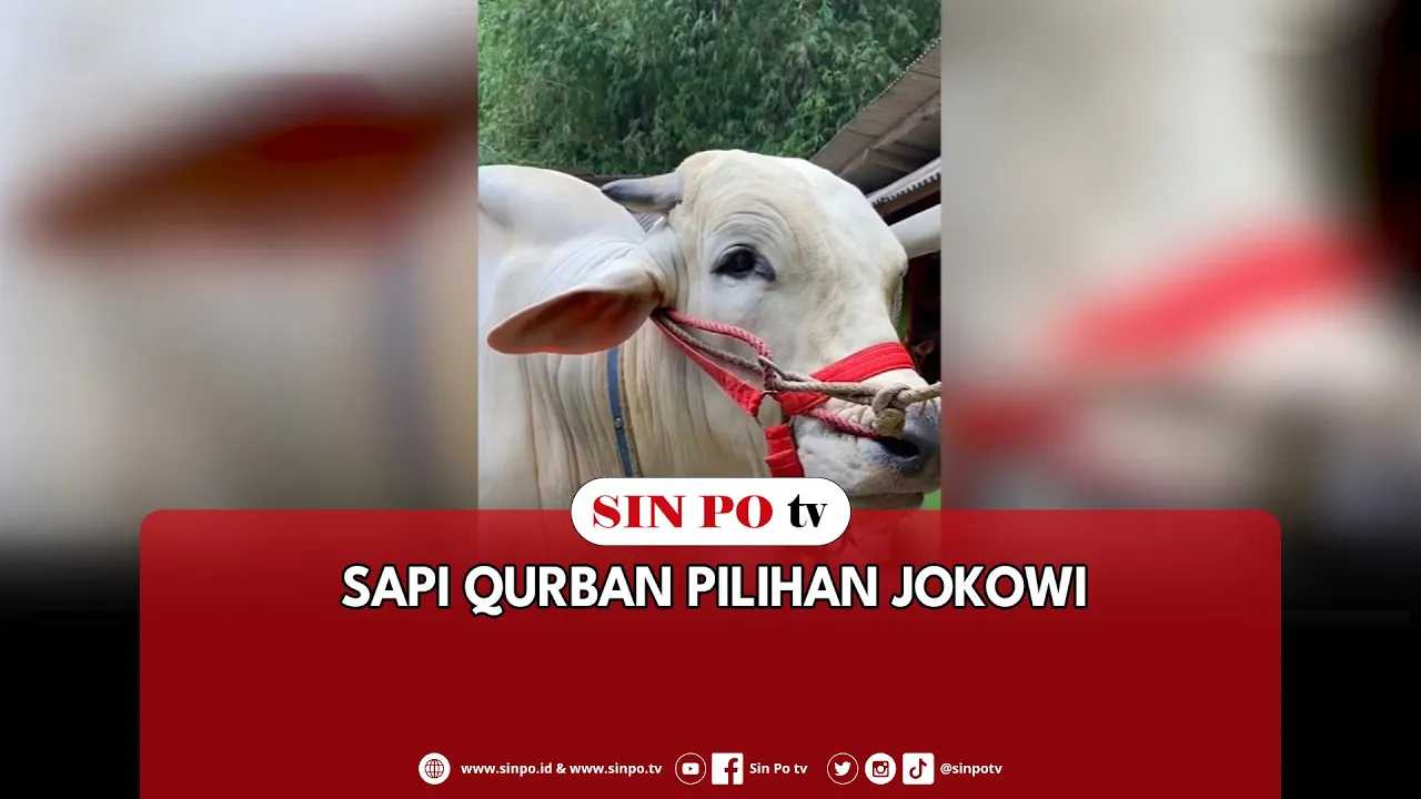 Sapi Qurban Pilihan Jokowi