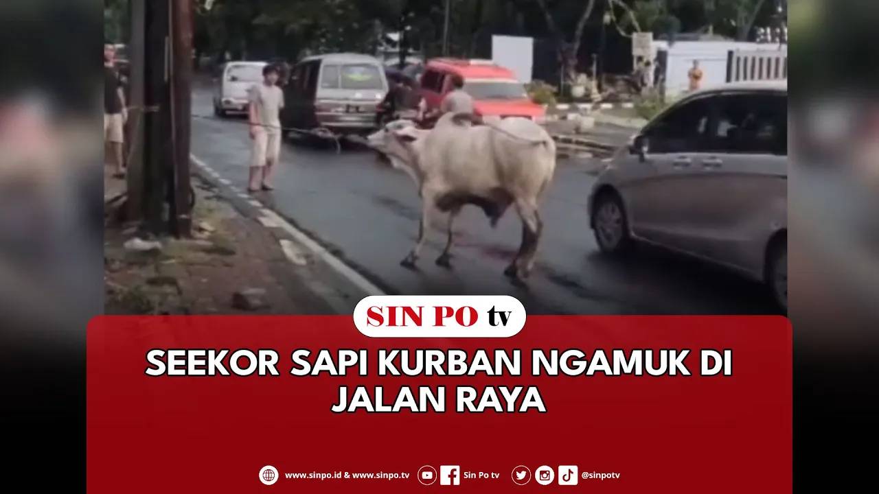 Seekor Sapi Kurban Ngamuk Di Jalan Raya