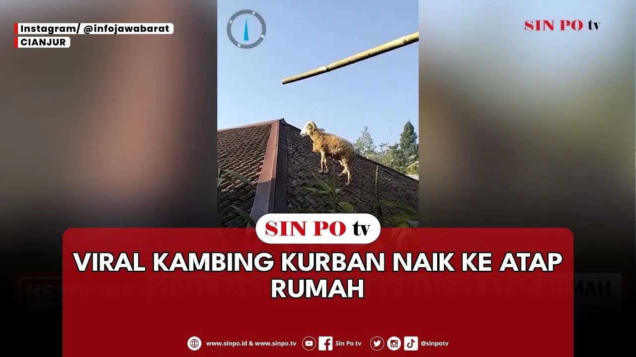 Viral Kambing Kurban Naik Ke Atap Rumah