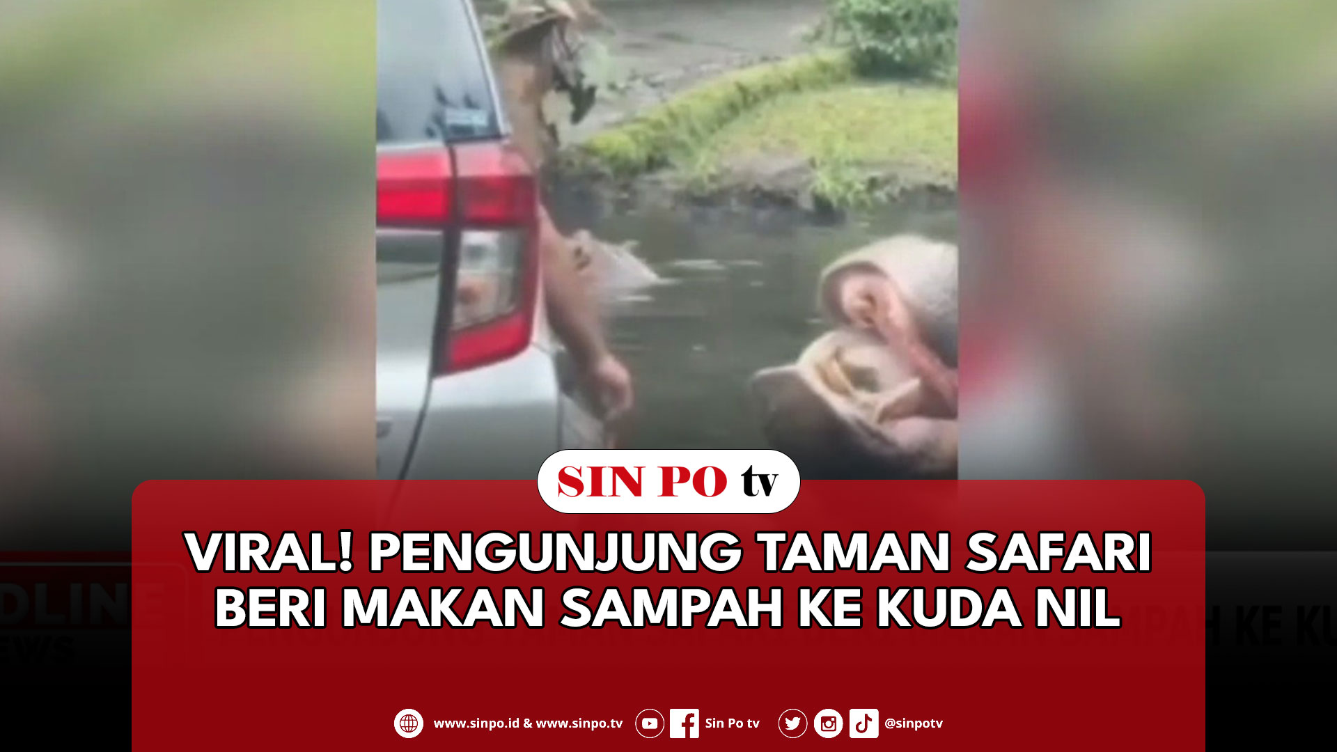 Viral! Pengunjung Taman Safari Beri Makan Sampah Ke Kuda Nil