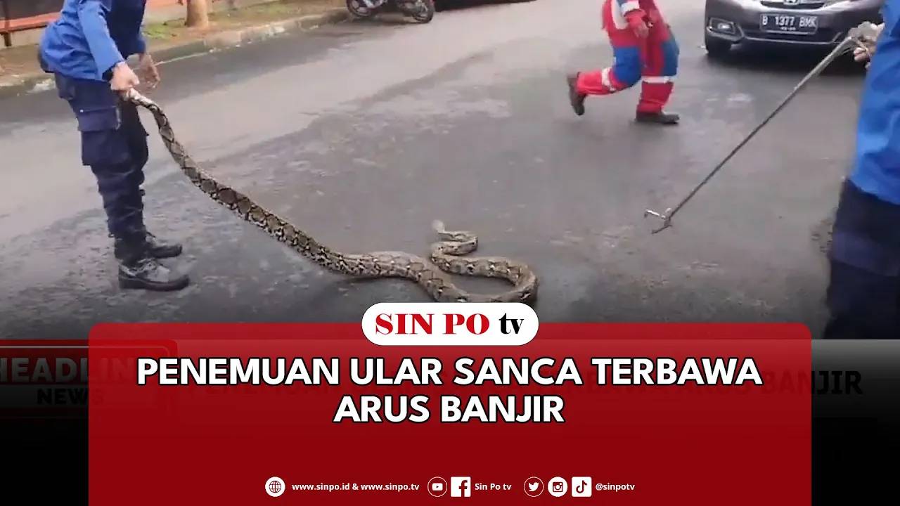Penemuan Ular Sanca Terbawa Arus Banjir