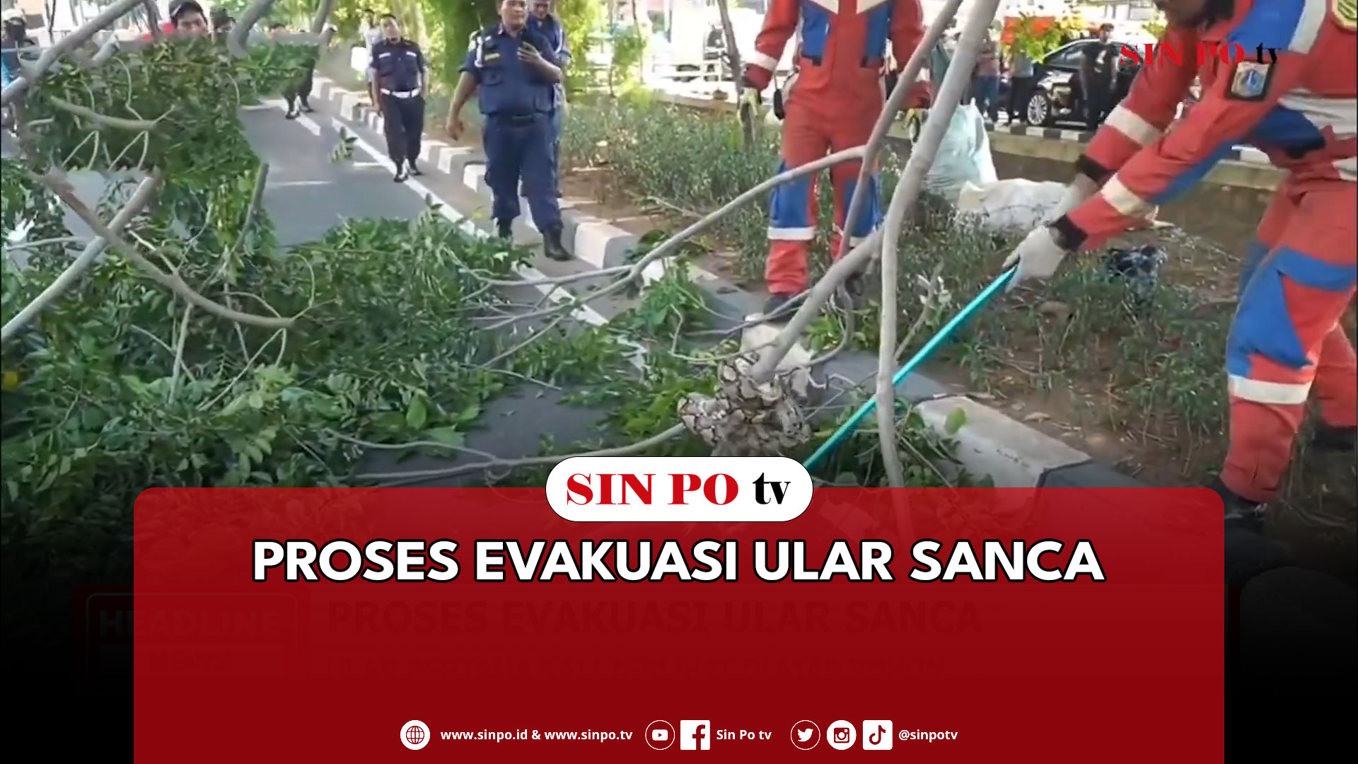 Proses Evakuasi Ular Sanca