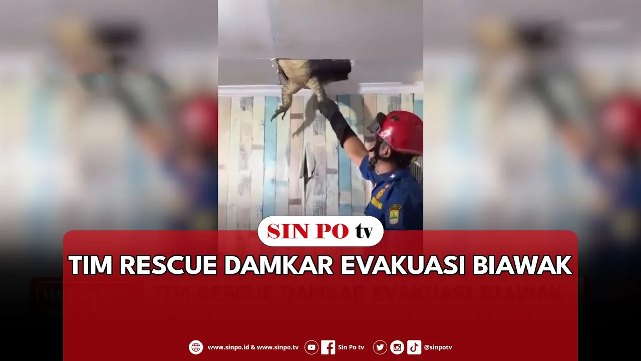 Tim Rescue Damkar Evakuasi Biawak