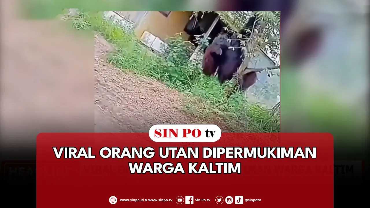 Viral Orang Utan Dipermukiman Warga Kaltim