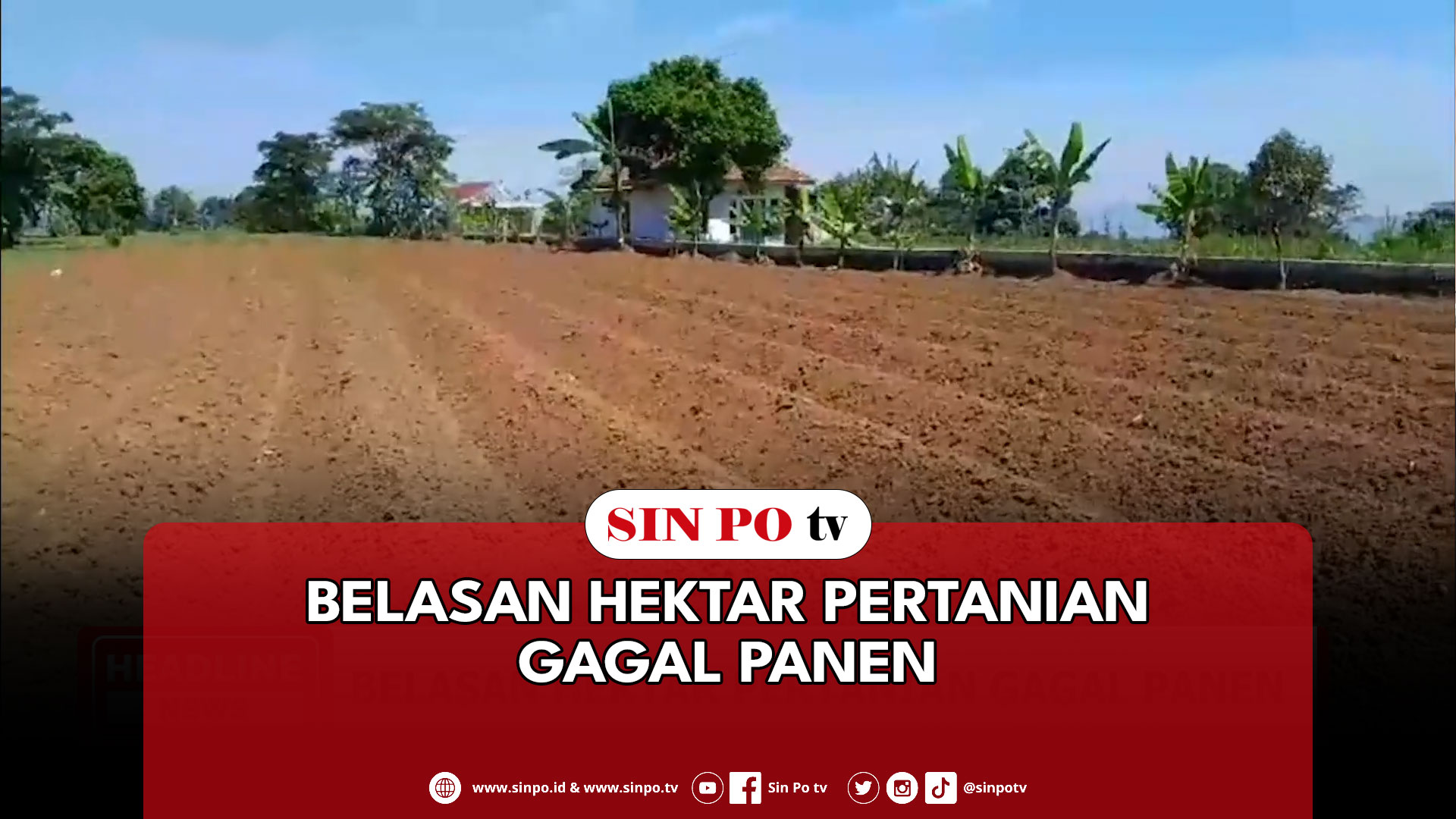 Belasan Hektar Pertanian Gagal Panen