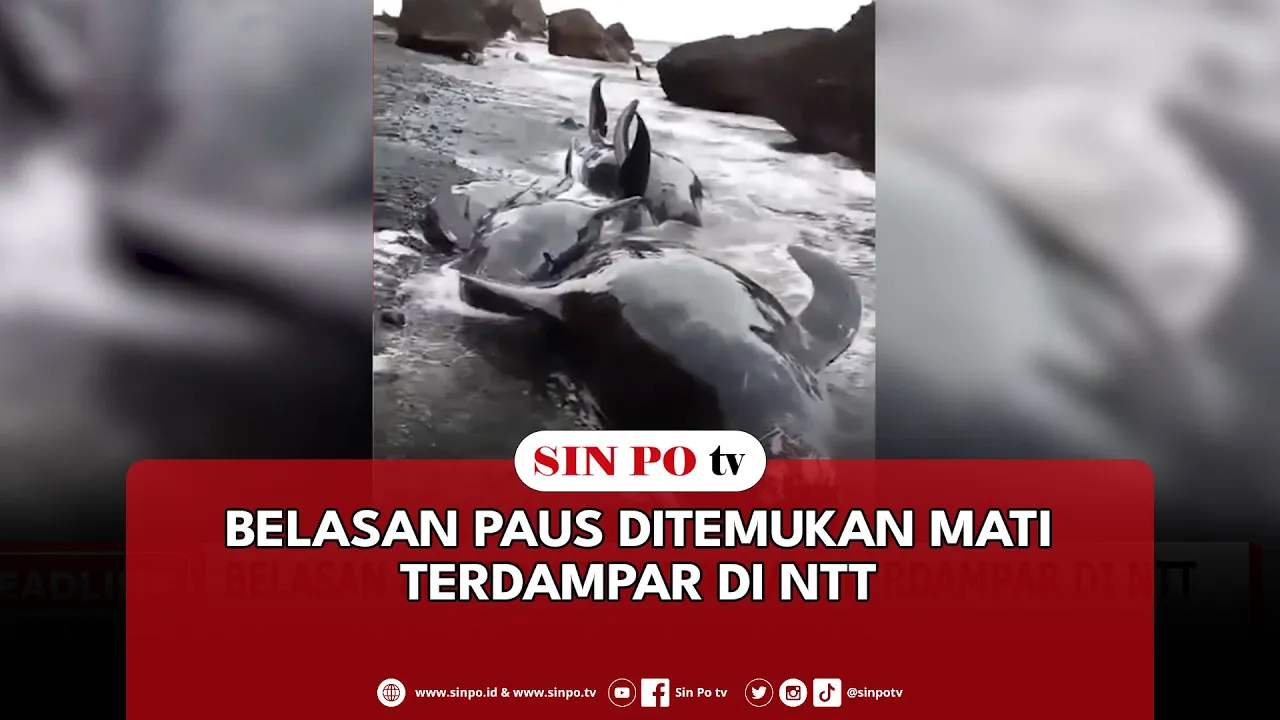 Belasan Paus Ditemukan Mati Terdampar Di NTT