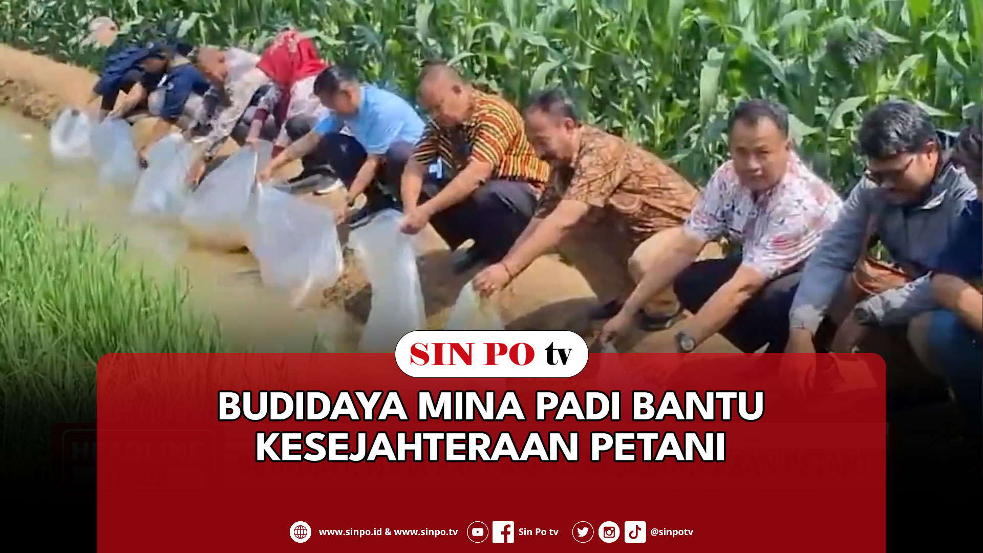 Budidaya Mina Padi Bantu Kesejahteraan Petani