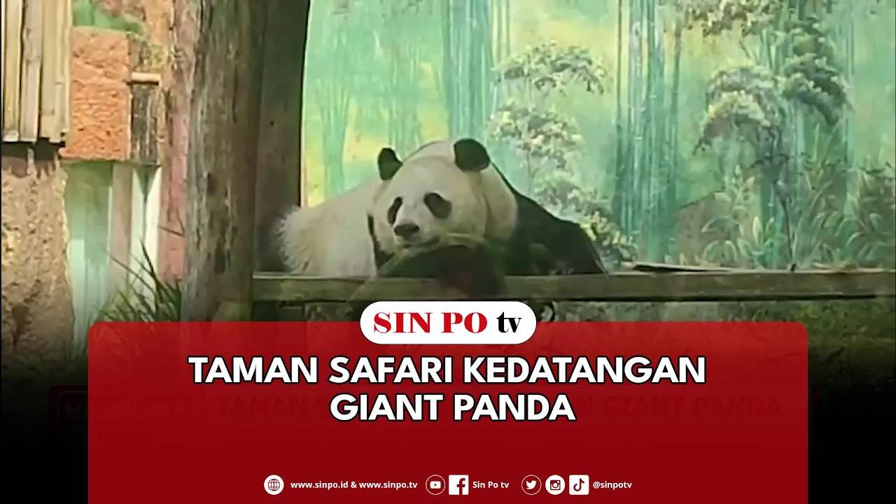 Taman Safari Kedatangan Giant Panda