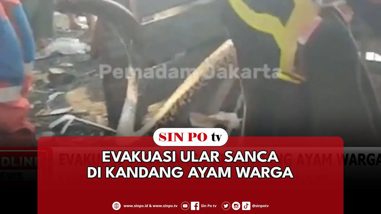 Evakuasi Ular Sanca di Kandang Ayam Warga