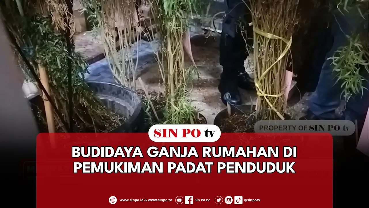 Budidaya Ganja Rumahan Di Pemukiman Padat Penduduk