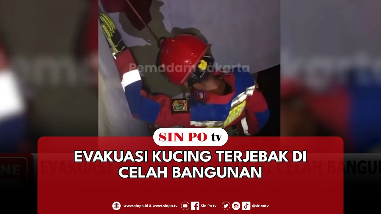 Evakuasi Kucing Terjebak Di Celah Bangunan