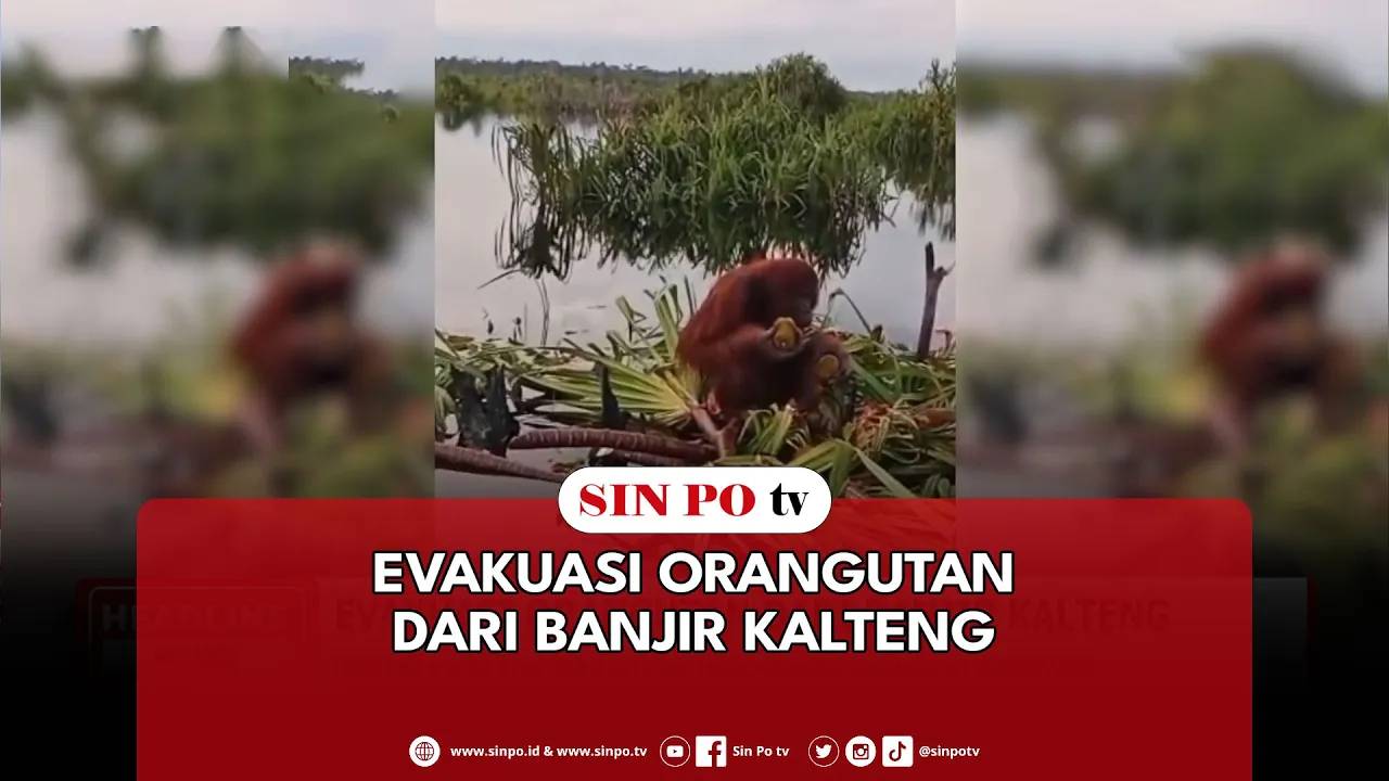 Evakuasi Orangutan Dari Banjir Kalteng