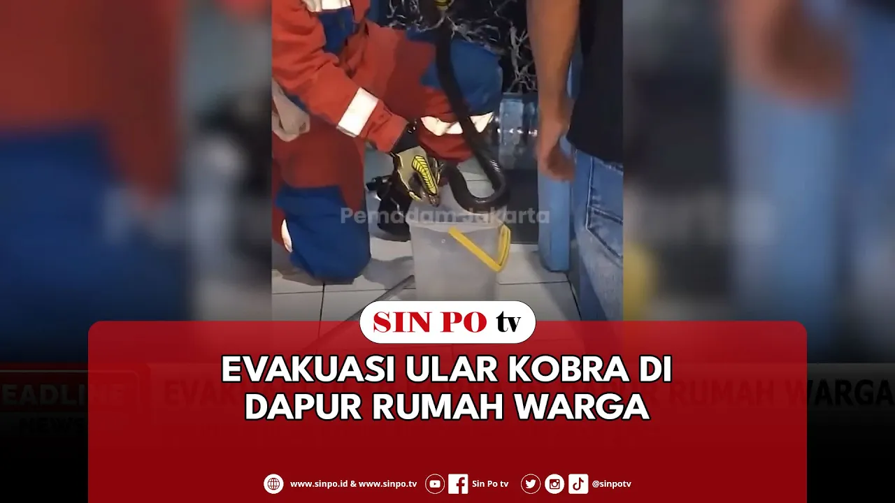 Evakuasi Ular Kobra Di Dapur Rumah Warga