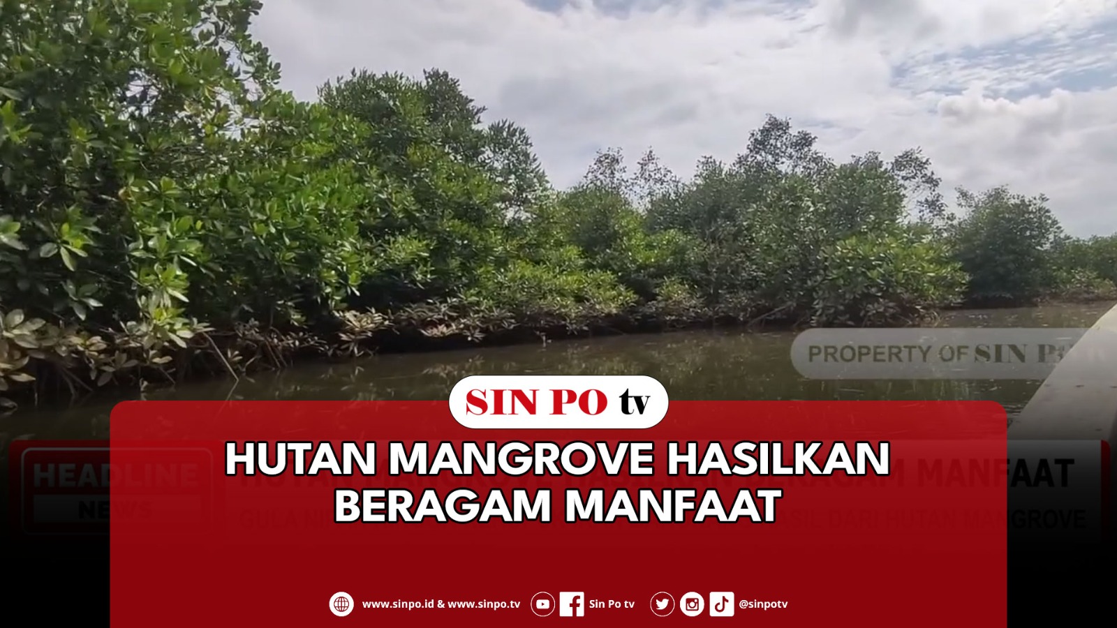 Hutan Mangrove Hasilkan Beragam Manfaat