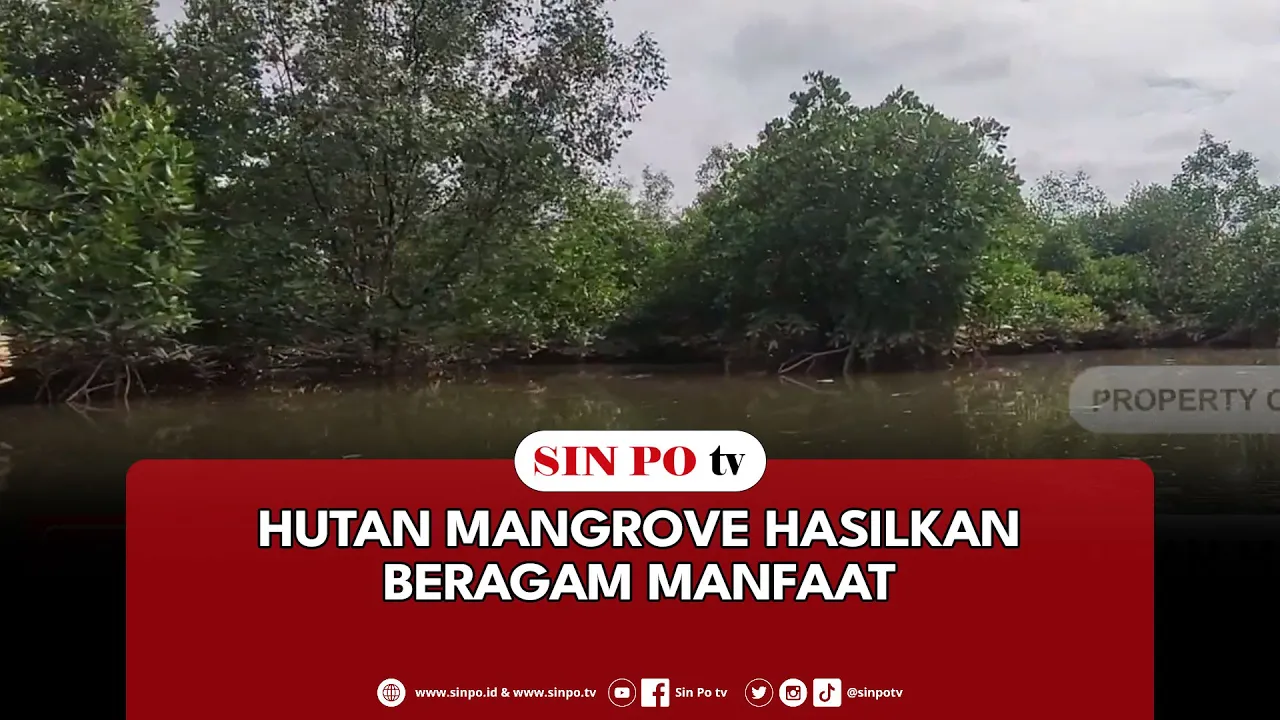 Hutan Mangrove Hasilkan Beragam Manfaat