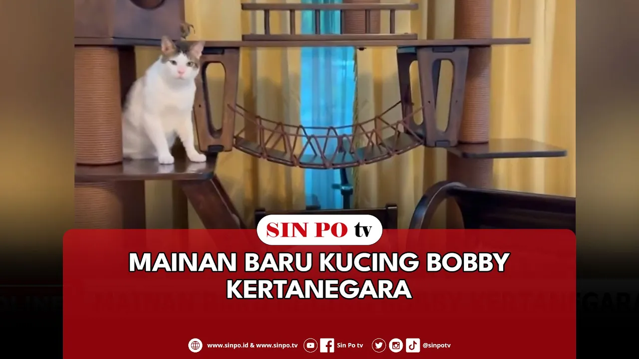 Mainan Baru Kucing Bobby Kertanegara