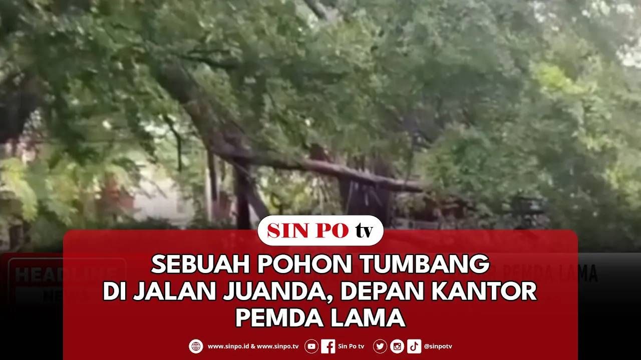 Sebuah Pohon Tumbang Di Jalan Juanda, Depan Kantor Pemda Lama