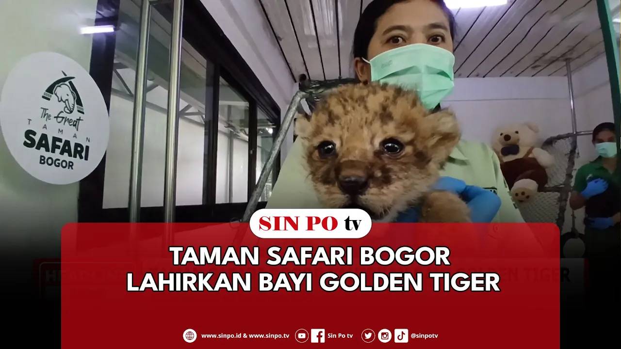 Taman Safari Bogor Lahirkan Bayi Golden Tiger