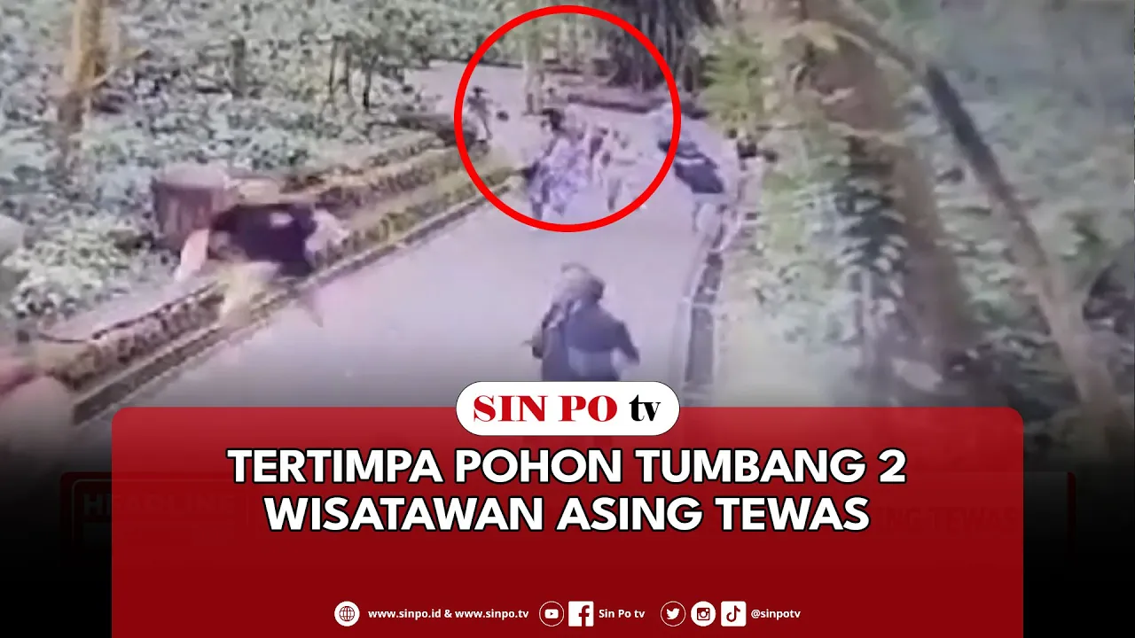 Tertimpa Pohon Tumbang 2 Wisatawan Asing Tewas