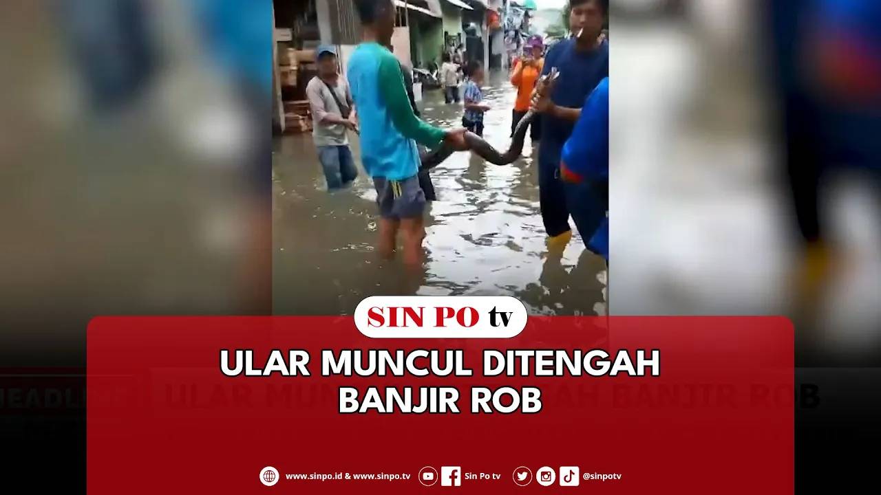 Ular Muncul Ditengah Banjir Rob