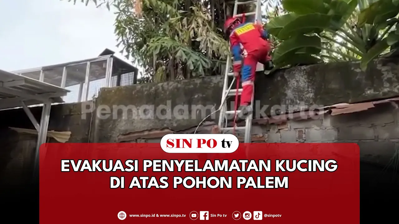 Evakuasi Penyelamatan Kucing Di Atas Pohon Palem