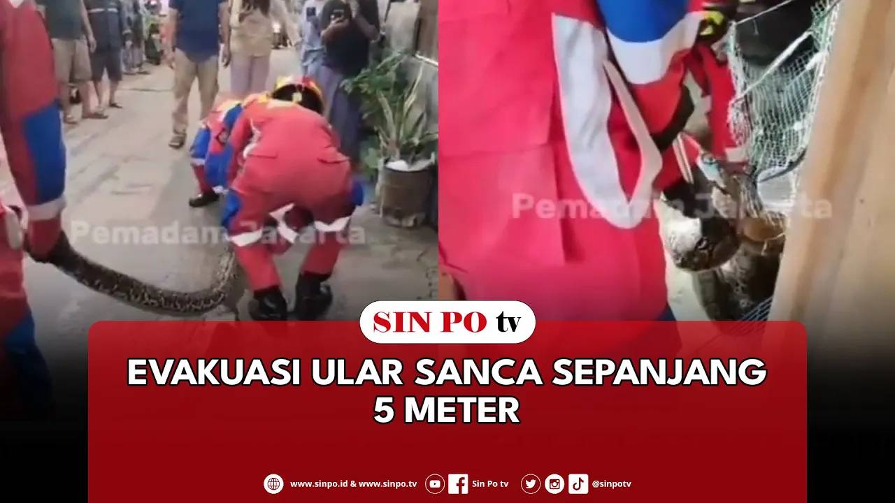 Evakuasi Ular Sanca Sepanjang 5 Meter