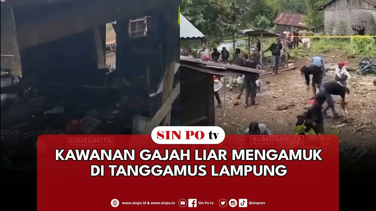 Kawanan Gajah Liar Mengamuk Di Tanggamus Lampung
