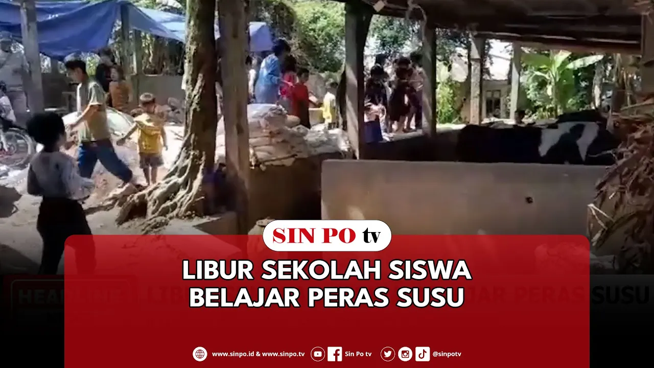 Libur Sekolah Siswa Belajar Peras Susu