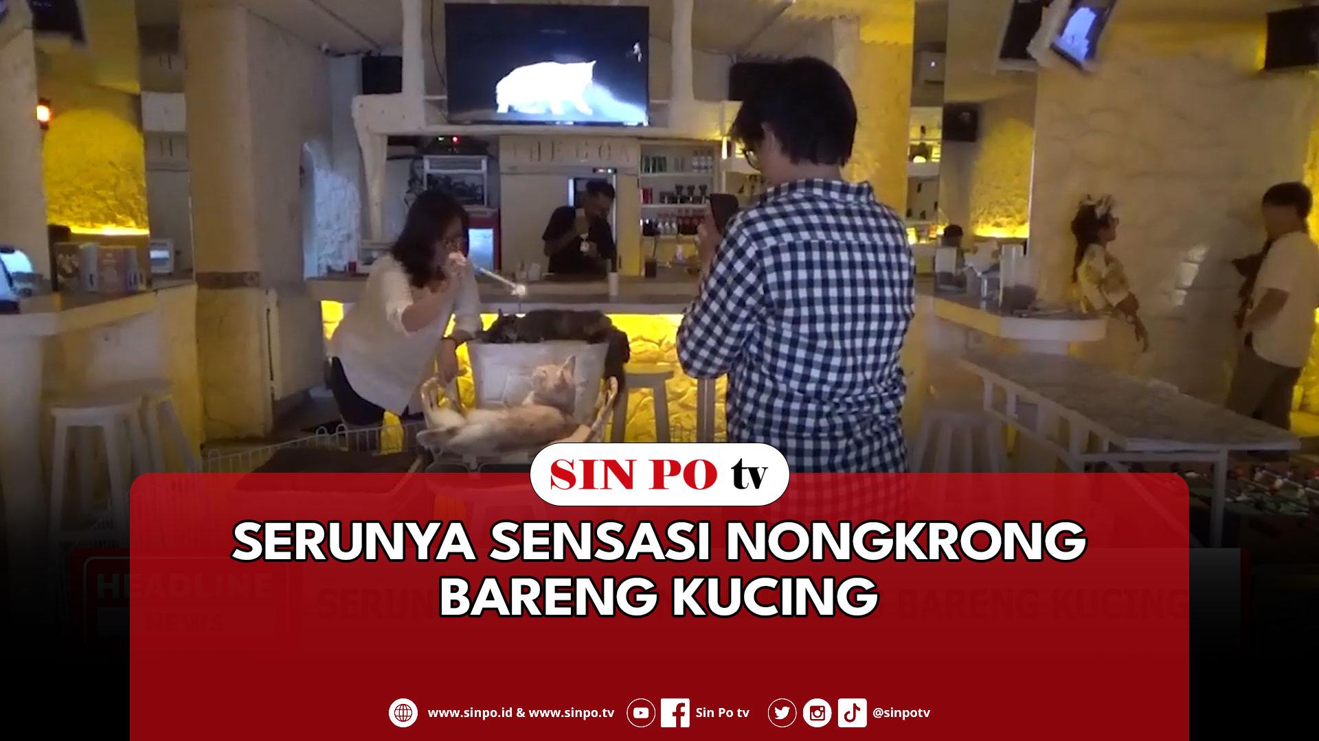 Serunya Sensasi Nongkrong Sambil Berinteraksi Dengan Belasan Kucing Langka Maine Coon Polidaktil