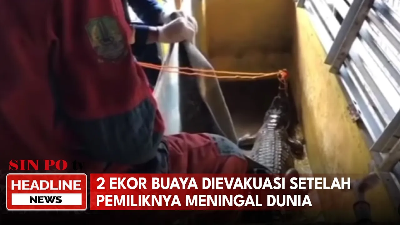 2 Ekor Buaya Dievakuasi Setelah Pemikiknya Meningal Dunia
