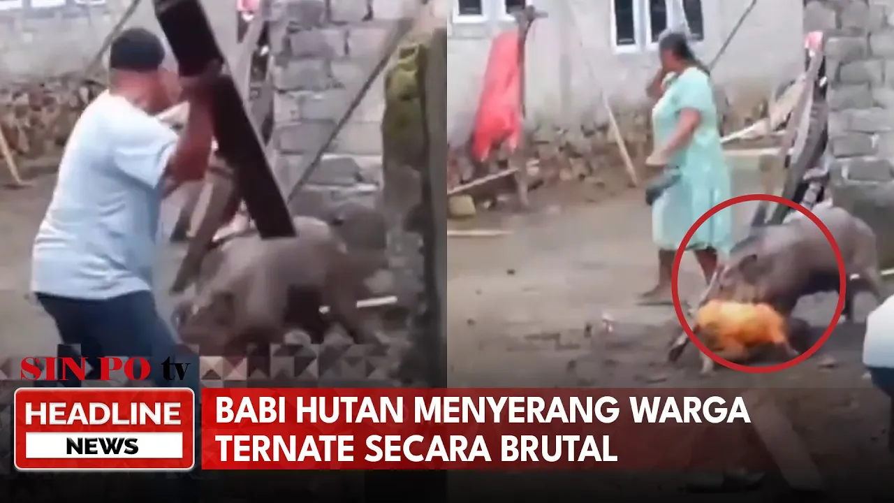 Babi Hutan Menyerang Warga Ternate Secara Brutal