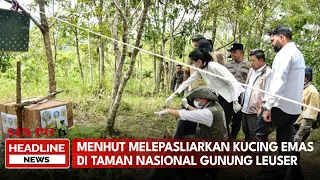 Menhut Melepasliarkan Kucing Emas Di Taman Nasional Gunung Leuser