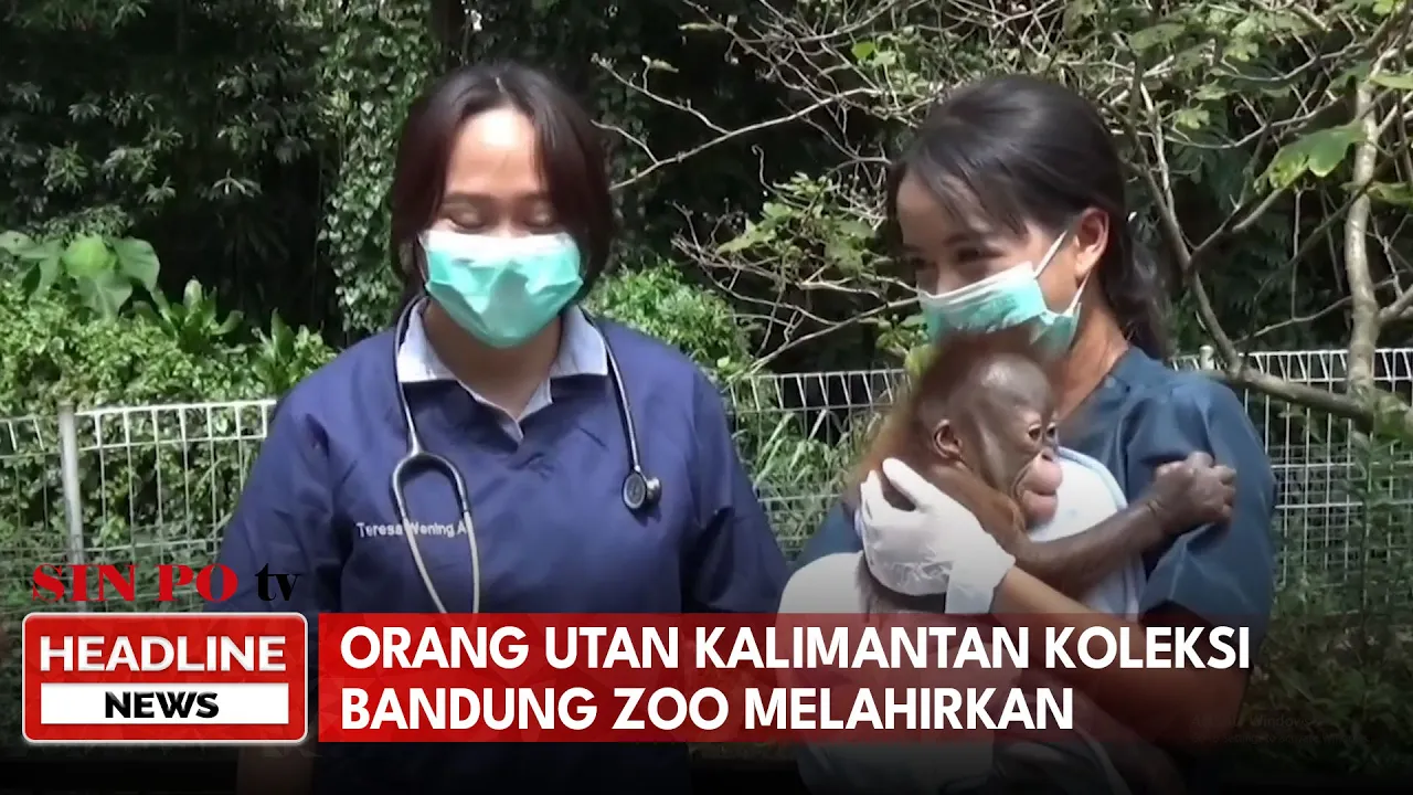 Orang Utan Kalimantan Koleksi Bandung Zoo Melahirkan