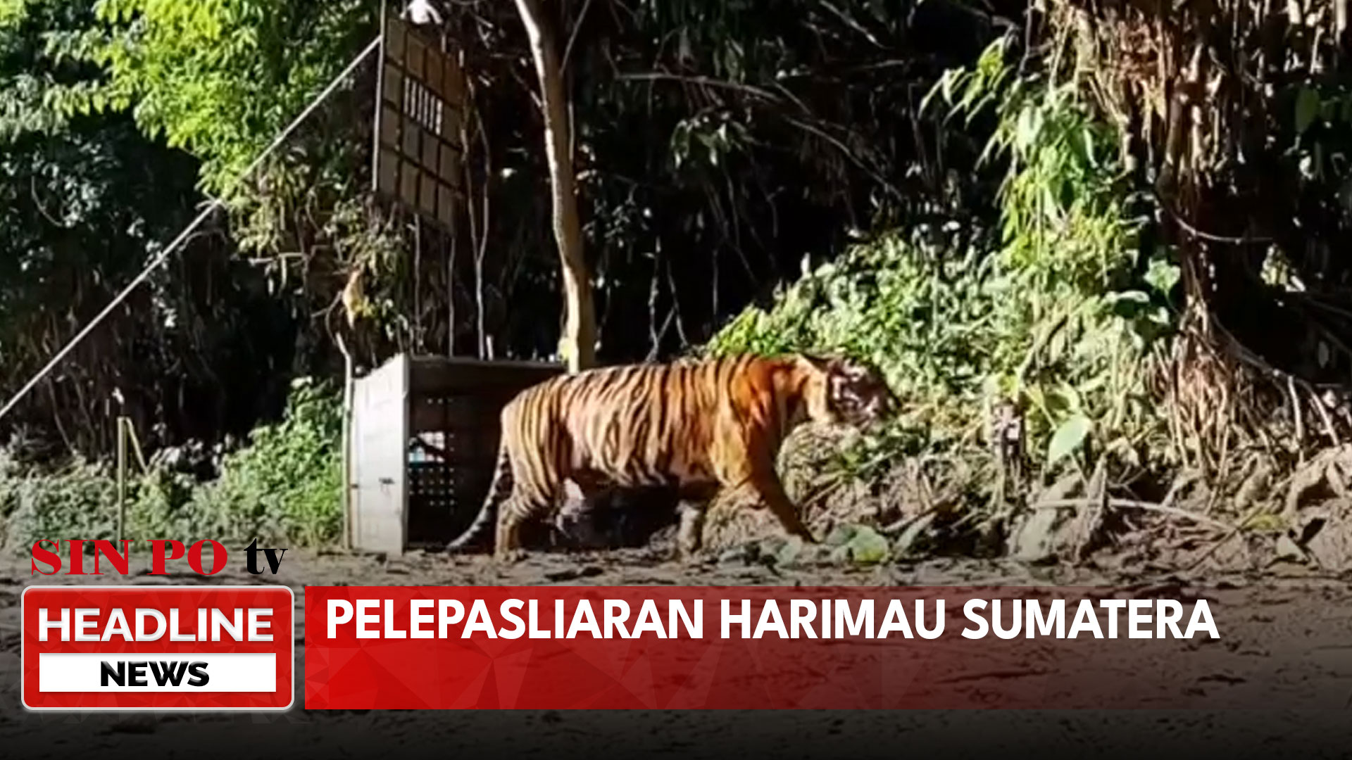 Pelepasliaran Harimau Sumatera