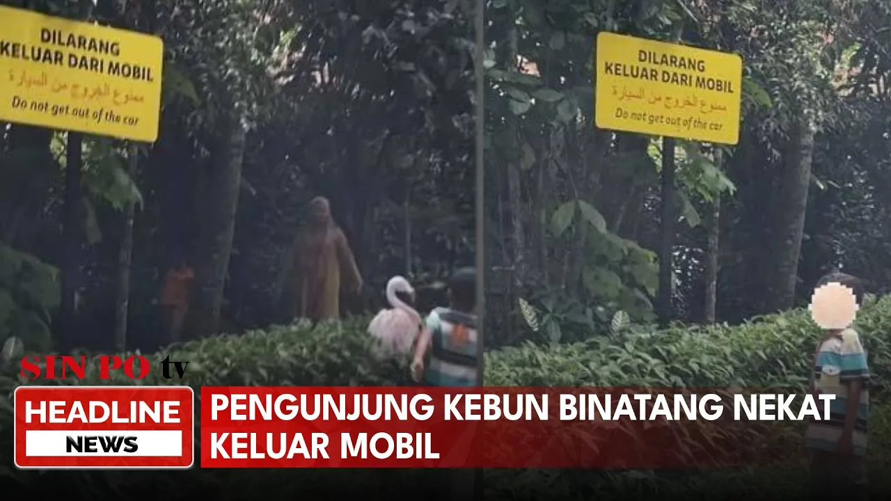 Pengunjung Kebun Binatang Nekat Keluar Mobil