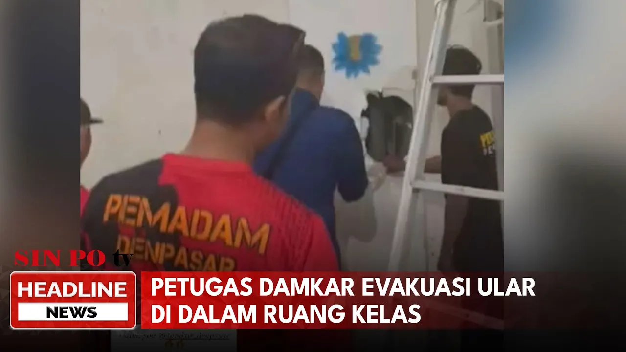 Petugas Damkar Evakuasi Ular Di Dalam Ruang Kelas
