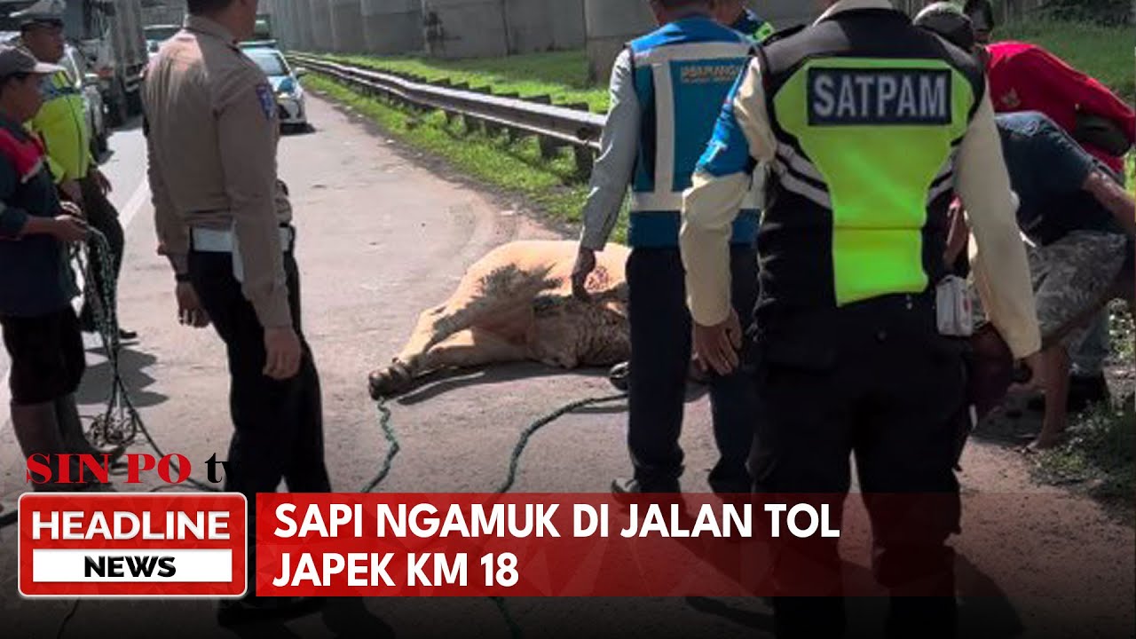 Sapi Ngamuk Di Jalan Tol Japek KM 18