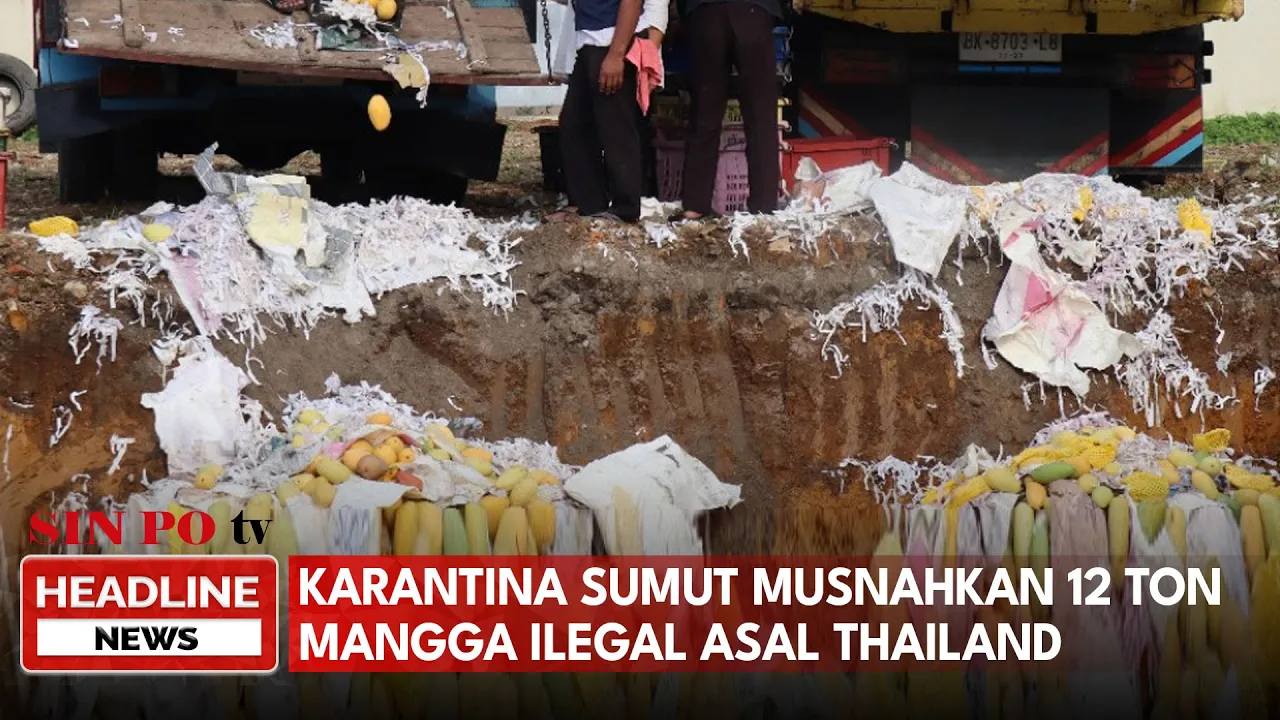 Karantina Sumut Musnahkan 12 Ton Mangga Ilegal Asal Thailand