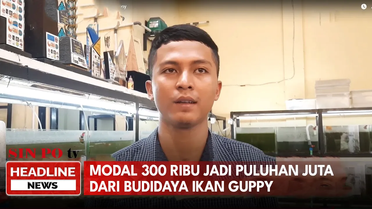 Modal 300  Ribu Jadi Puluhan Juta Dari Budidaya Ikan Guppy